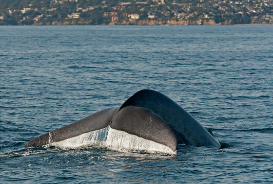 Blue Whale Tail Fluke Off Dana Point, California