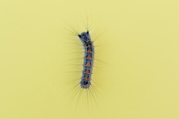 A large caterpillar is not a yellow, uniform background.