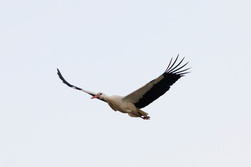 Cigueña blanca (ciconia ciconia) volando sobre un cielo blanco sin nubes