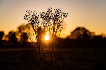 Sunset silhouette through winter trees and wild flowers