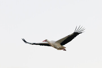 Cigueña blanca (ciconia ciconia) volando sobre un cielo blanco sin nubes