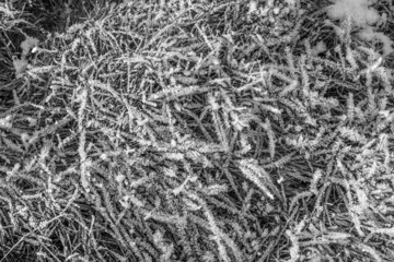 Hamburg, Germany. The nature reserve Wittmoor in winter. Ice on frozen grass. Detail.