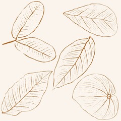 hand drawn leaf line art, hand drawn nature painting. Free hand sketch illustration.