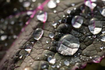 Brassica is a plant in the cabbage and mustard family (Brassicaceae).  Vegetable leaf with magenta violet veins and midrib. Macro close up with big lenticular rain or dew drops reflecting sunlight.