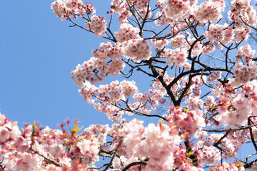 文京区　小石川植物園の桜