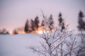 White snow on a bare tree branches on a frosty winter day, close up. Natural background. Nature background.