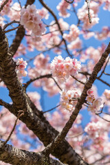 文京区　小石川植物園の桜