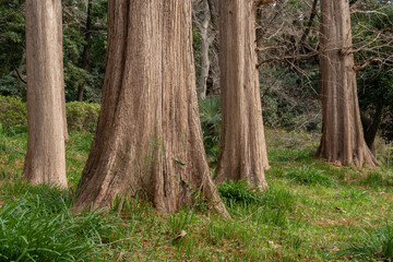 文京区　小石川植物園のメタセコイヤ