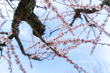 文京区　小石川植物園の梅　梅林
