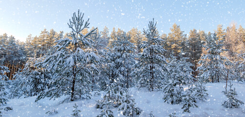 beautiful winter landscape with snow-covered trees in the forest