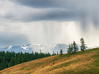 Rainy alpine view from green hills to high snow mountain range in sunlight during dramatic in changeable weather. Green forest and sunlit steppe against large mountains under cloudy sky in rain.