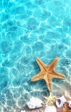 Starfish and seashell on the summer beach in sea water. Summer background.