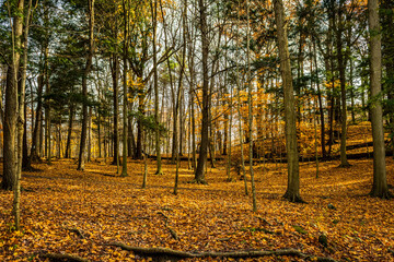 Scenic woods of the carolinian forest at Dundas Valley Conservation Area, a protected UNESCO World Biosphere Reserve in Hamilton, Ontario.