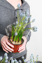Woman holding a pot with blue bells (muscari) flowers.