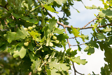 young growing green acorn