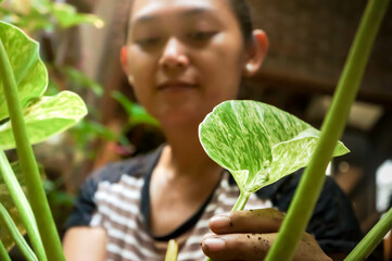 Happy Asian woman planting philodendron houseplant at home