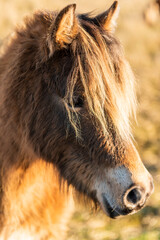 Welsh Mountain Pony