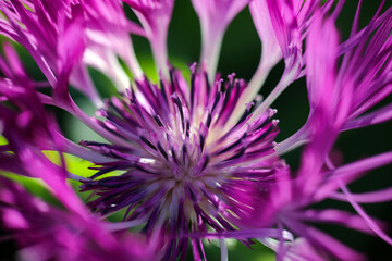 Plant Centaurea Montana