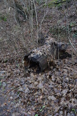 Wald in Bad D&uuml;rkheim 