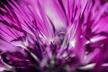 Obraz premium Plant Centaurea Montana