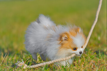 Happy Pomeranian