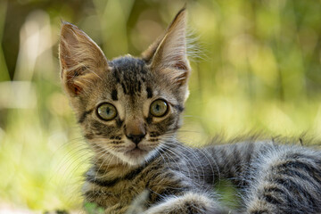 Obraz premium small and tender kitten with big eyes