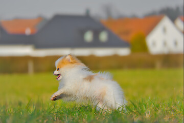 Happy Pomeranian