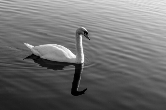 Black and white image of swan swimming on a lake
