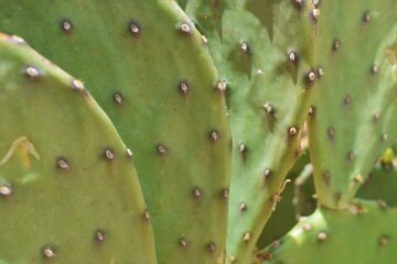 Cactus Close-up 