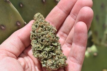 Close Hand Holding Marijuana Cannabis Weed 