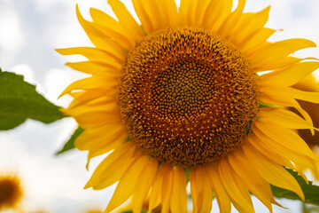 Obraz premium Picture of yellow sunflower with blue sky background.