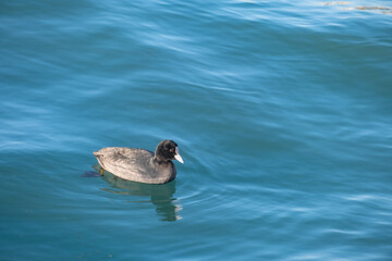 Fulica atra, Eurasian coot  is floating on the sea