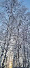 birch trees covered with hoarfrost and snow on a cold frosty morning, against the backdrop of a blue sky and a dim sun