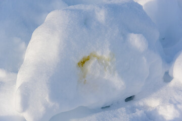 The dog marks its territory. Dog urine in the snow.