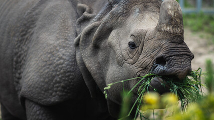 Head of an eat rhino at the zoo - obrazy, fototapety, plakaty