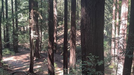 Obraz premium redwood forest