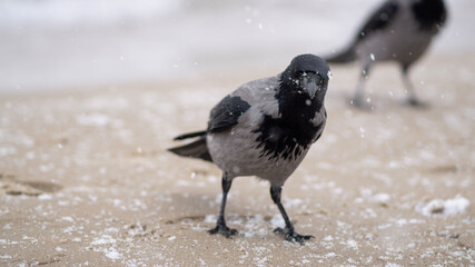 Winter  portrait of Hooded crow on sand and sea background 