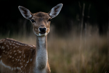 Naklejka na ściany i meble A female roe deer animal in the forest