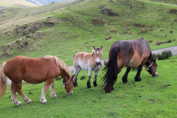 Obraz premium Chevaux Pays Basque