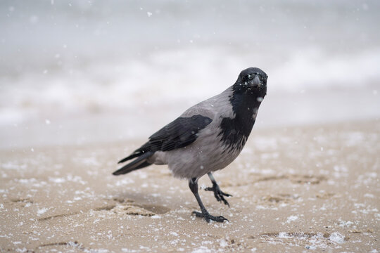 Winter  portrait of Hooded crow on sand and sea background 
