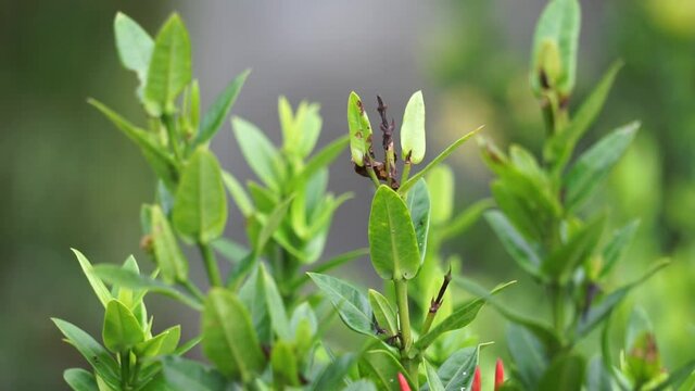 West Indian jasmine (also called ixora, jungle flame, jungle geranium, cruz de Malta) with a natural background