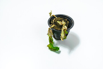 Small withered lettuce leaves on a dried dead plant in a flowerpot close up. Unsuccessful attempt...