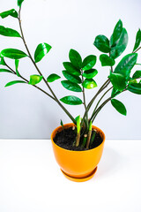 Beautiful zamioculcas home plant with several young shoots in an orange flowerpot. Concept of houseplants cultivation.