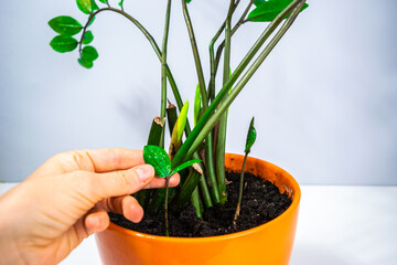Female hand touches small young leaves of zamioculcas home plant with several young shoots close up in an orange flowerpot.