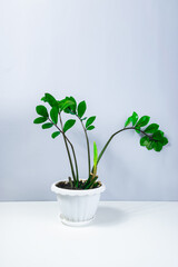 Beautiful home plant Zamioculcos with young shoots in a white flowerpot. Concept of care and cultivation of houseplants. Gray and white background. Copy space.