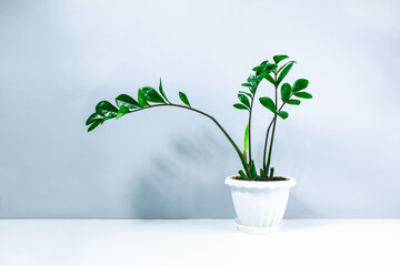 Beautiful home plant Zamioculcos with young shoots in a white flowerpot. Concept of care and cultivation of houseplants. Gray and white background. Copy space.