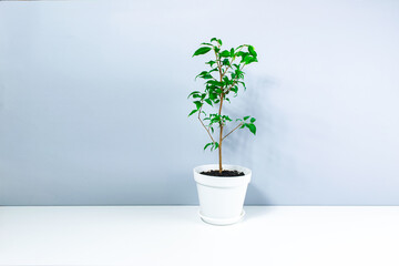 Small beautiful houseplant dwarf ficus Benjamin in an white small flowerpot on white-gray background.