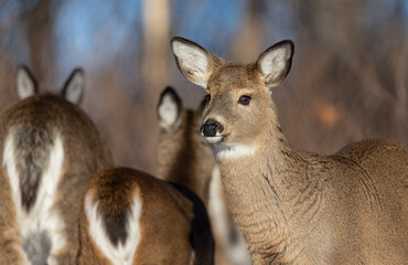 White-tailed deer 