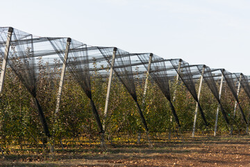 apple orchard in a protective net