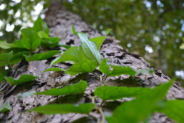 leaf with drops